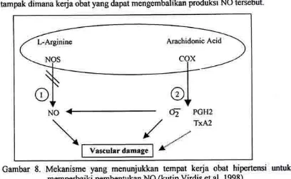 Gambar 8. Mekanisme yang menunjukkan tempat kerja obat hipertensi unttkmemperbaiki pembentukan NO (kutip Virdis et al, 1998)