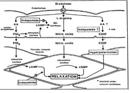 Gambar 10. Mekanisme kerja Indapamide (kutip Junquero, et al, 1991)
