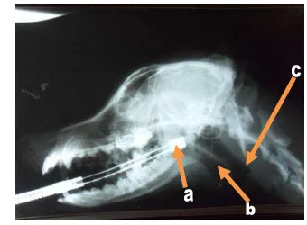 Gambar 3: Radiograf  laring. a: scope, b: laring, c: trakhea. 