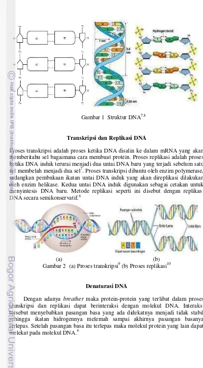Gambar 2  (a) Proses transkripsi9 (b) Proses replikasi10 