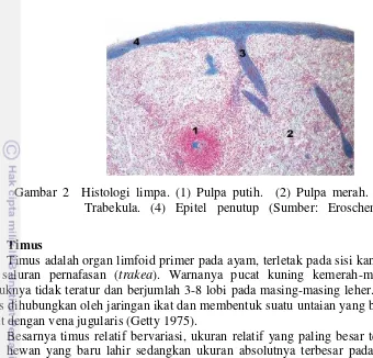 Gambar 2  Histologi limpa. (1) Pulpa putih.  (2) Pulpa merah. (3)  