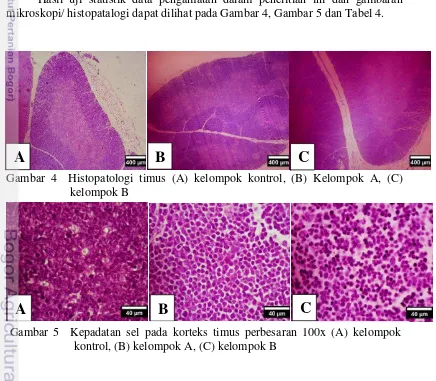 Gambar 4  Histopatologi timus (A) kelompok kontrol, (B) Kelompok A, (C) 