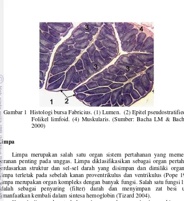 Gambar 1  Histologi bursa Fabricius. (1) Lumen.  (2) Epitel pseudostratified.  (3) 