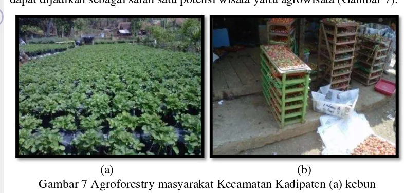 Gambar 7 Agroforestry masyarakat Kecamatan Kadipaten (a) kebun 