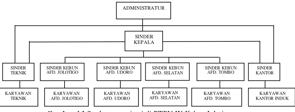 Gambar 4.1 Struktur organisasi di PTPN IX Kebun Jolotigo 