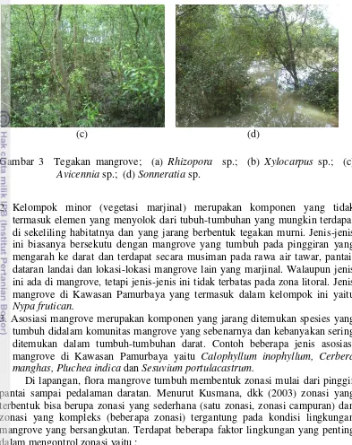 Gambar 3  Tegakan mangrove;  (a) Rhizopora  sp.;  (b) Xylocarpus sp.;  (c) 