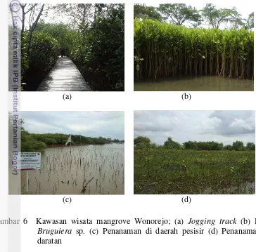 Gambar 6  Kawasan wisata mangrove Wonorejo; (a) Jogging track (b) Bibit 