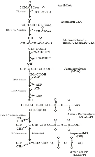 Gambar 2. Skema biosintesis terpenoid (Taiz dan Zeiger, 1998) 