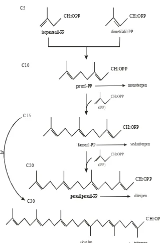 Gambar 2. Skema biosintesis terpenoid (Taiz dan Zeiger, 1998) (lanjutan) 