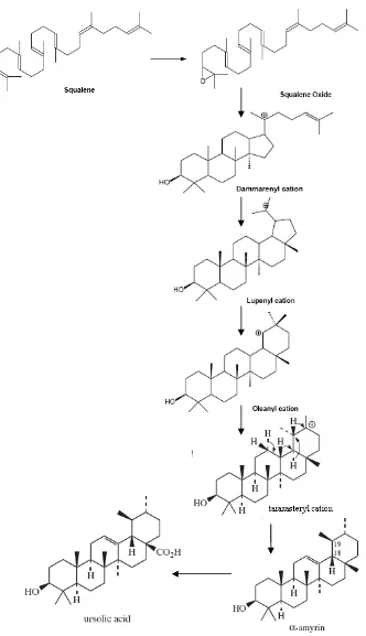 Gambar 3. Skema biosintesis ursolic acid (Ngan, 2005; Dewick, 2009) 