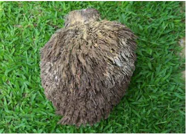 Gambar 1 Tandan kosong kelapa sawit 