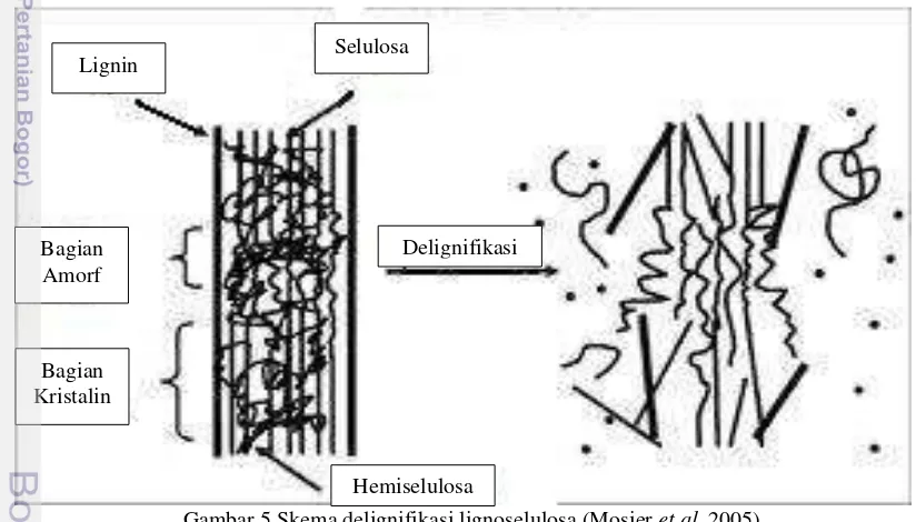Gambar 5 Skema delignifikasi lignoselulosa (Mosier et al. 2005) 
