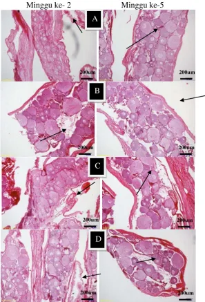 Gambar 4 Histologi gonad belut sawah pada minggu ke-2 dan minggu ke-5 dengan perbesaran 40x
