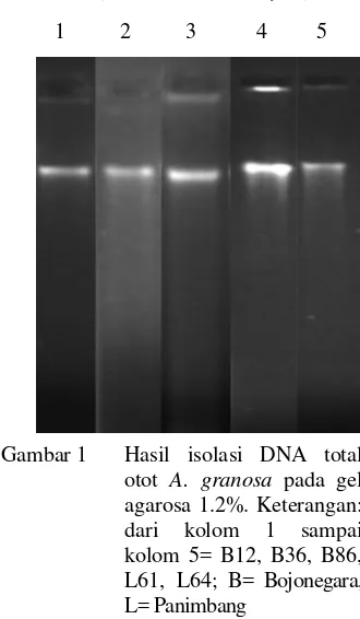 Gambar 1 Hasil isolasi DNA total 