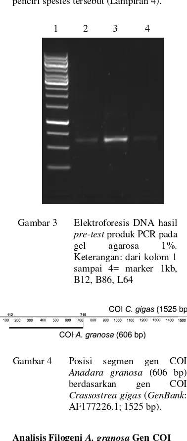 Gambar 3 Elektroforesis DNA hasil 
