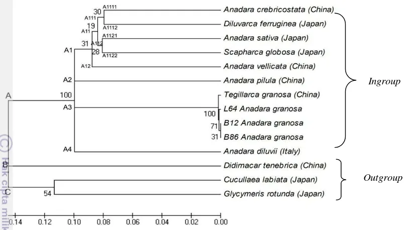Gambar 5 Konstruksi pohon filogeni berdasarkan runutan 428 nukleotida COI dengan 