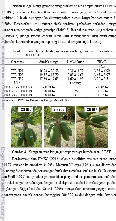 Tabel  3. Jumlah bunga, buah dan persentase bunga menjadi buah selama 