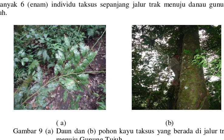 Gambar 9 (a) Daun dan (b) pohon kayu taksus yang berada di jalur trak 