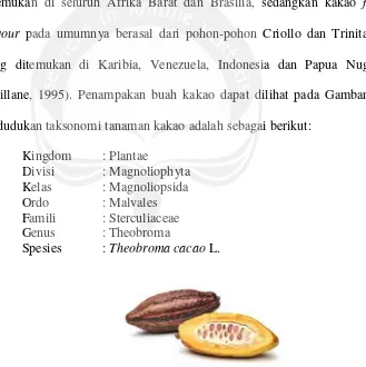 Gambar 2. Penampakan Buah Kakao (Sumber: Chahyadita, 2011)