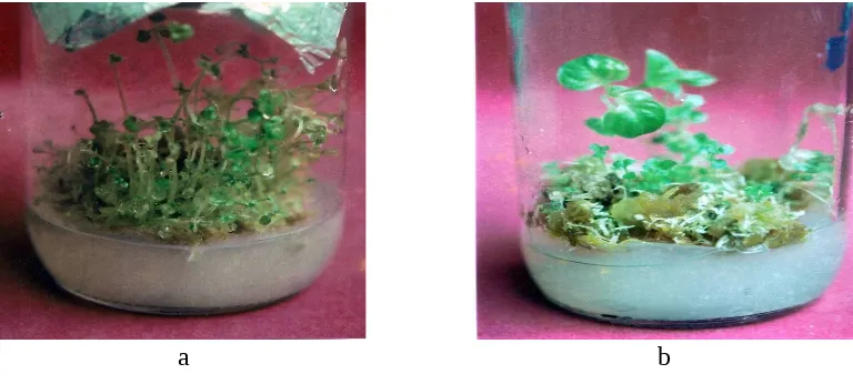 Gambar 1. Akar yang terbentuk pada kultur daun O.Communis setelah 4 minggutanam pada medium MS.