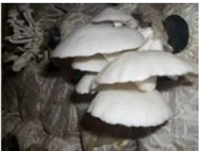 Gambar 1. Morfologi jamur tiram putih (Dokumentasi pribadi, 2015)