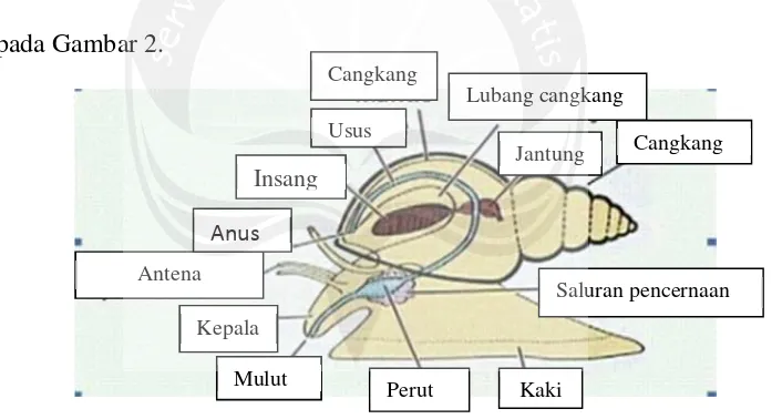 Gambar 2. Morfologi dan anatomi tubuh bekicot (Asa, 1989)
