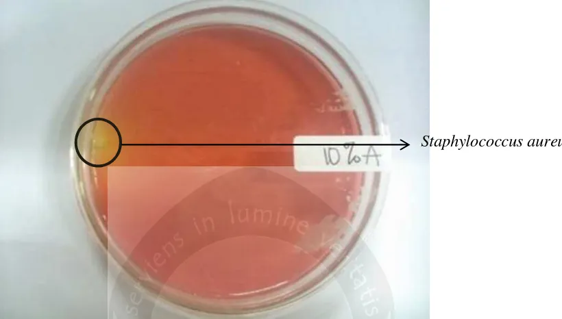Gambar 24. Bakteri Staphylococcus aureus pada nugget jamur tiramdengan perbandingan 80 : 20