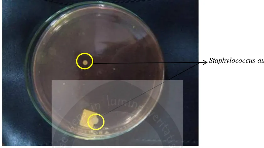 Gambar 26. Bakteri Bakteri Staphylococcus aureus pada nugget jamurtiram dengan perbandingan 60 : 40