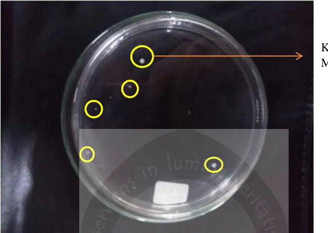 Gambar 27. Koloni bakteri pada nugget jamur tiram dengan perbandingan 80 : 20pada medium PCA pengenceran 10-1
