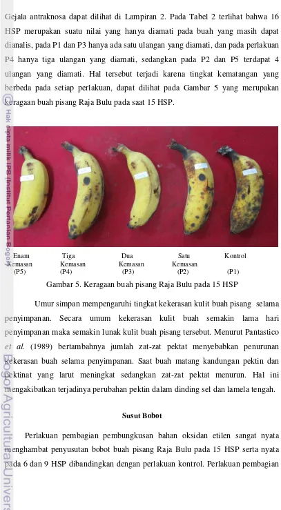 Gambar 5. Keragaan buah pisang Raja Bulu pada 15 HSP 