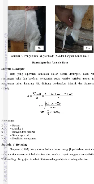 Gambar 8.  Pengukuran Lingkar Dada (X9) dan Lingkar Kanon (X10) 