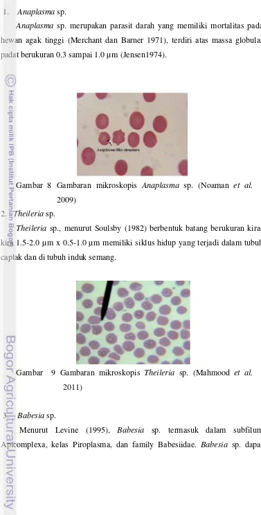 Gambar  8  Gambaran mikroskopis Anaplasma sp. (Noaman et al. 