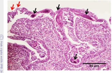 Gambar 4  Histopatologi usus yang epitelnya mengalami deskuamasi (panah merah) dan 