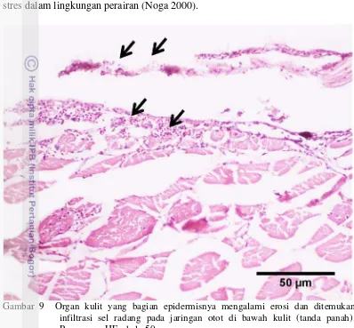 Gambar 9  Organ kulit yang bagian epidermisnya mengalami erosi dan ditemukan infiltrasi sel radang pada jaringan otot di bawah kulit (tanda panah)