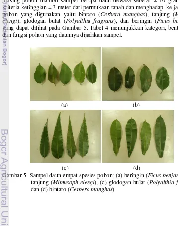 Gambar 5  Sampel daun empat spesies pohon: (a) beringin (Ficus benjamina), (b) 