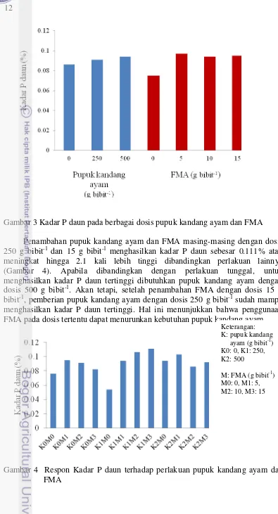 Gambar 3 Kadar P daun pada berbagai dosis pupuk kandang ayam dan FMA 