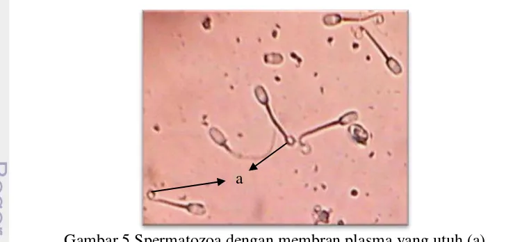 Gambar 5 Spermatozoa dengan membran plasma yang utuh (a) 