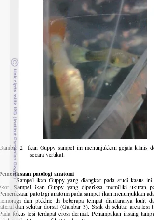 Gambar 2  Ikan Guppy sampel ini menunjukkan gejala klinis dengan berenang 