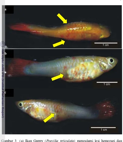 Gambar 3  (a) Ikan Guppy (Poecilia reticulata) mengalami lesi hemoragi dan 