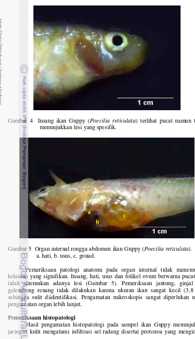 Gambar 4  Insang ikan Guppy (Poecilia reticulata) terlihat pucat namun tidak 