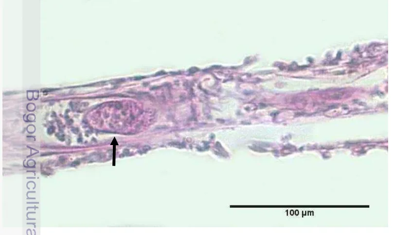 Gambar 11  Infiltrasi protozoa (panah hitam) pada lamela primer, pewarnaan PAS. 
