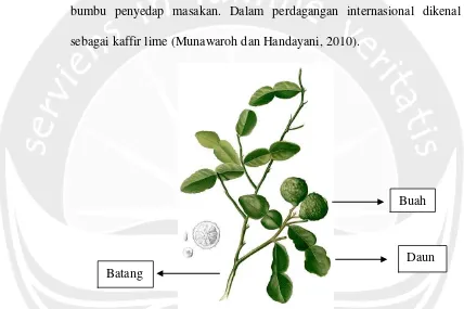 Gambar 1. Tanaman Jeruk Purut (Sumber: Munawaroh dan Handayani, 2010). 
