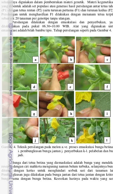 Gambar 4. Teknik persilangan pada melon a.–e. proses emaskulasi bunga betina f-