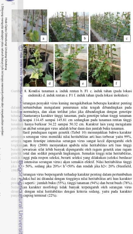 Gambar 8. Kondisi tanaman a. induk rentan b. F1 c. induk tahan (pada lokasi 