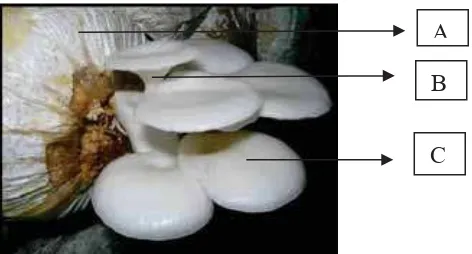 Gambar 1. Jamur Tiram Putih (Sumber: Suriawiria, 2002). Keterangan Gambar: (A. Medium Serbuk Gergaji, B