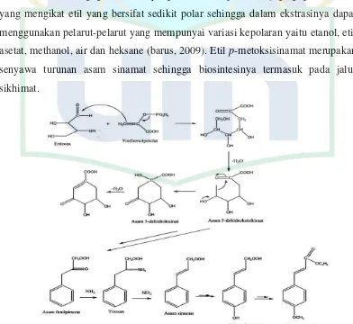Gambar 2.1 Jalur asam sikhimat dalam biosintesa fenilpropanoid untuk menghasilkan etil p-metoksisinamat (Bangun, 2011)