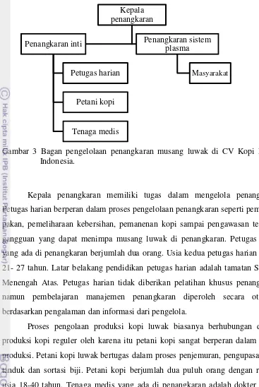 Gambar 3 Bagan pengelolaan penangkaran musang luwak di CV Kopi Luwak  