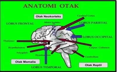 Gambar 1. Anatomi Otak Manusia 