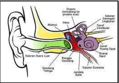 Gambar 2. Anatomi Telinga Manusia 