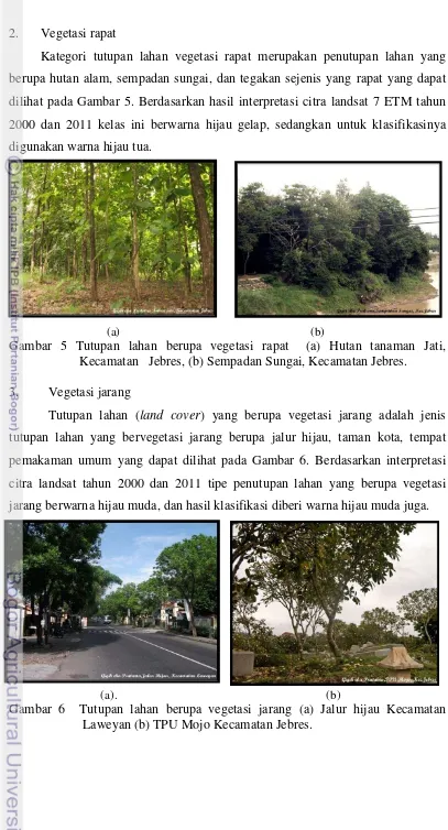 Gambar 5 Tutupan lahan berupa vegetasi rapat  (a) Hutan tanaman Jati,   